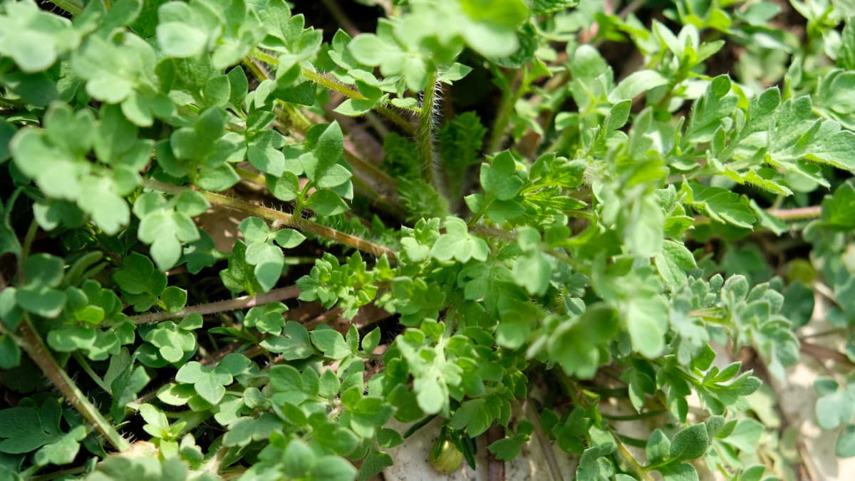 可愛いポピーの幼場