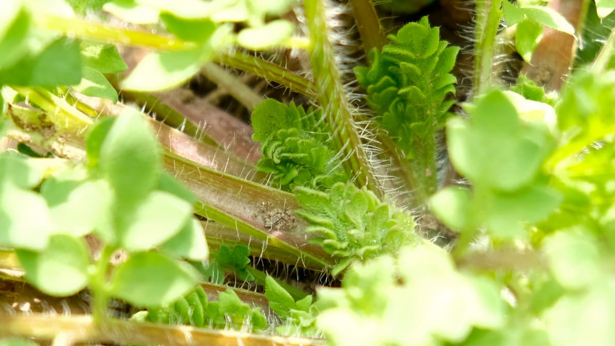 苗の奥に葉が潜むポピー