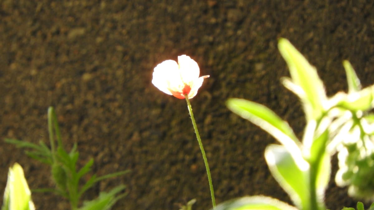 朝日を浴びて光輝くポピー