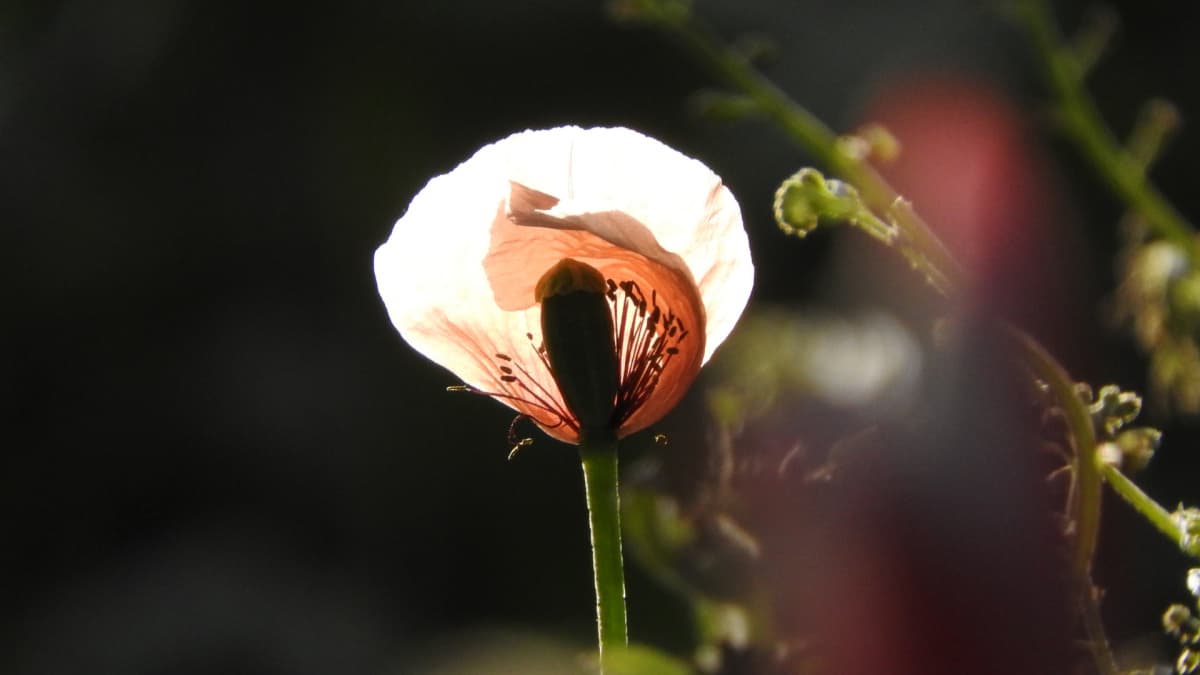 照明のごときポピーの花