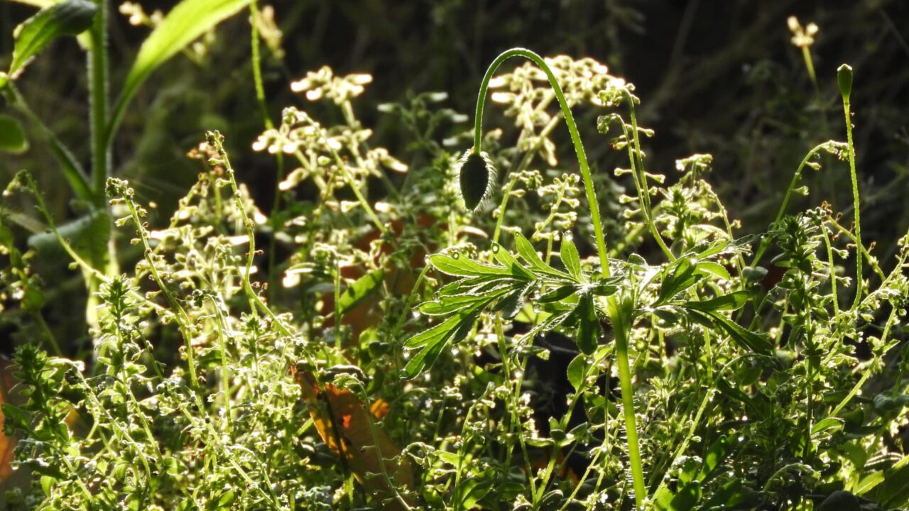 羽を広げた鶴のようなポピーの蕾