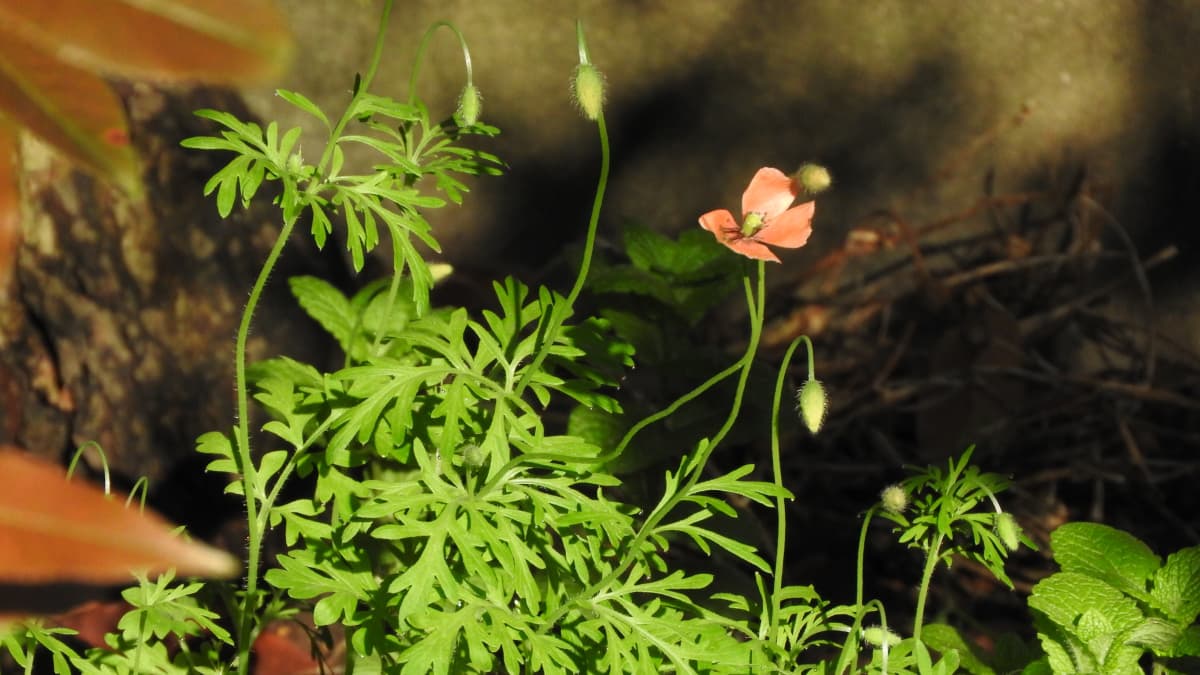 ポピーのオレンジの花
