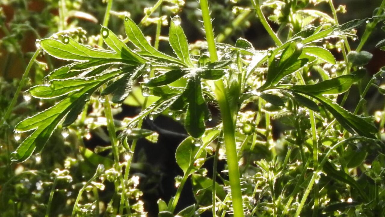 ポピーとオーブ201804