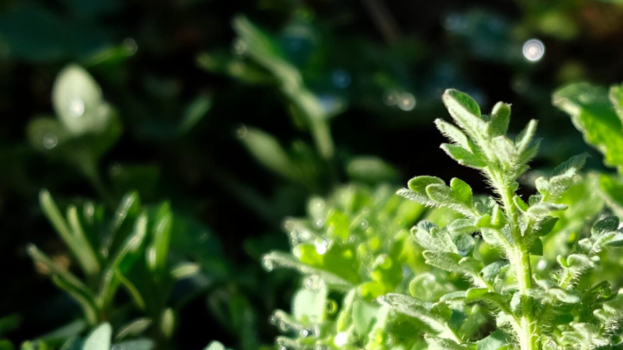 ポピーとオーブ201903-1