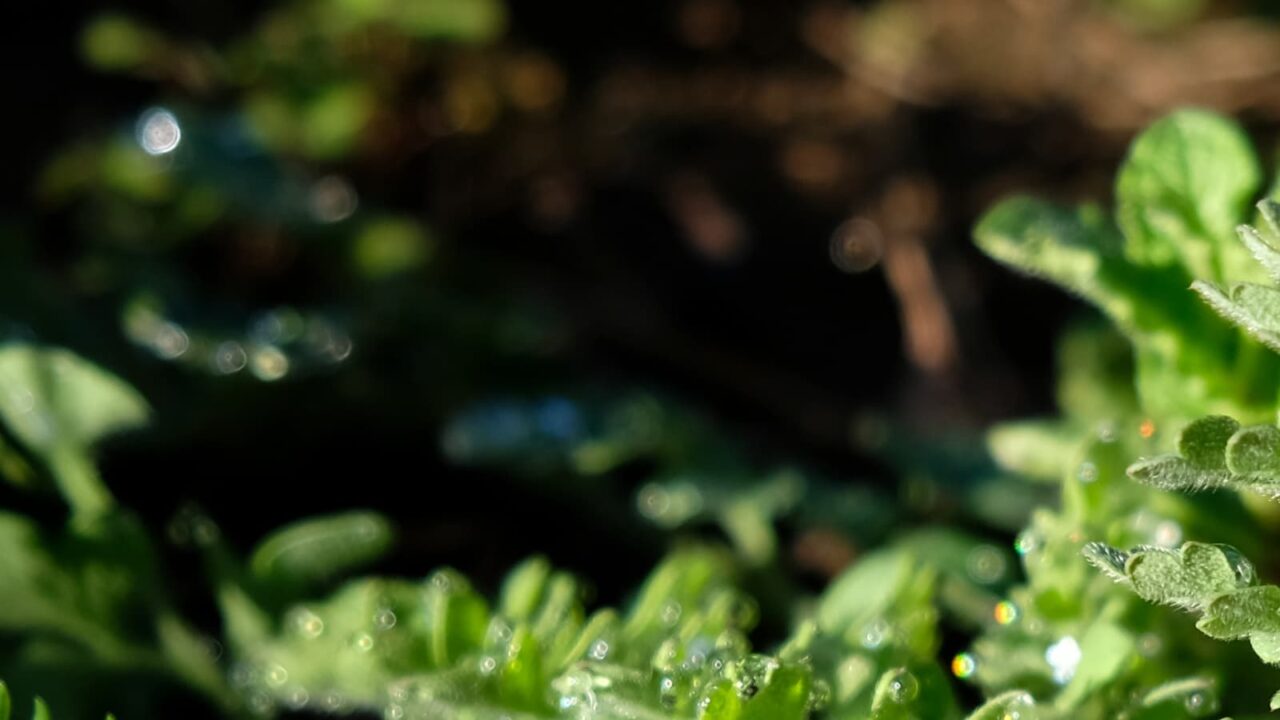 ポピーとオーブ201903-2