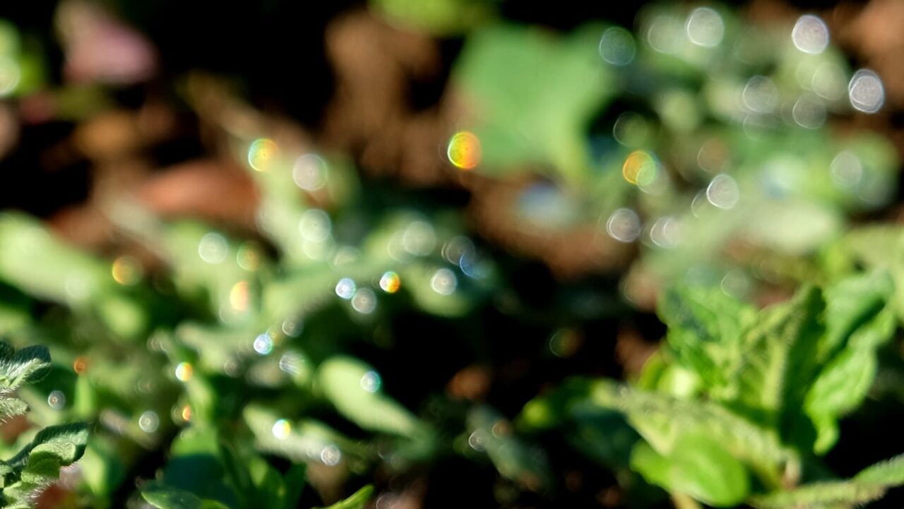 ポピーとオーブ201903-3