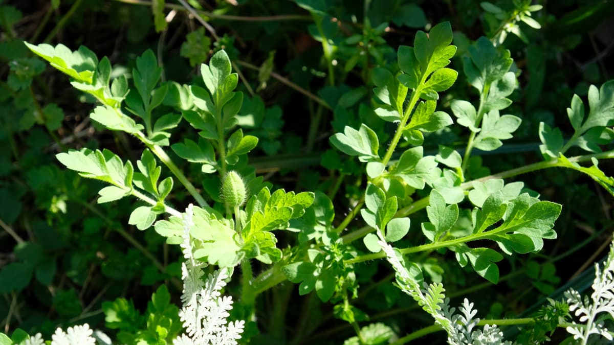 勢い盛んなポピーの若葉