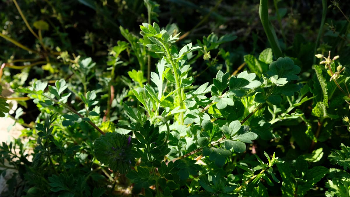 立ち上がるぽピーの茎