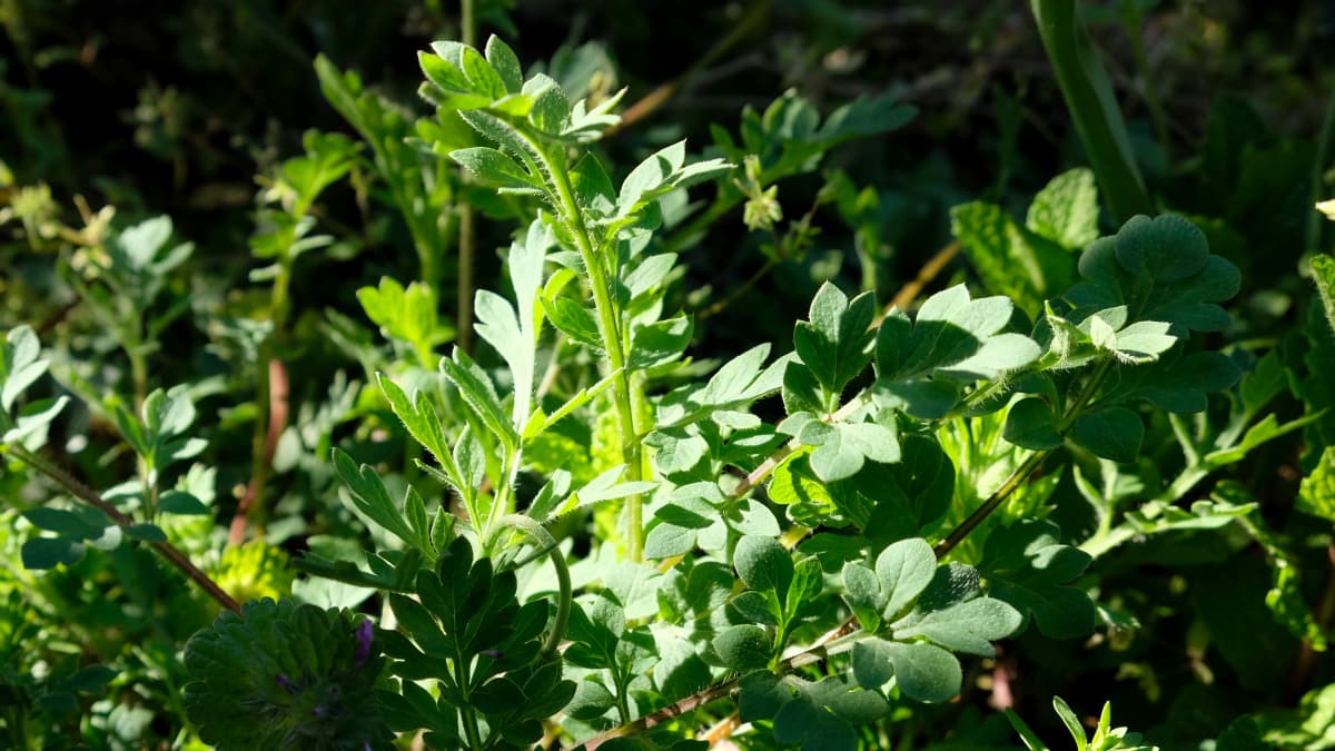 立上がるポピーの茎