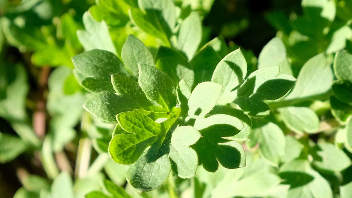 上から見たポピーの葉、龍の鱗のよう