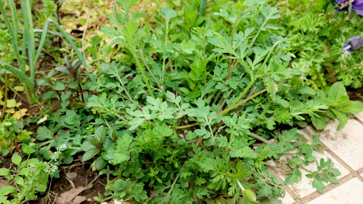 繁茂するポピー