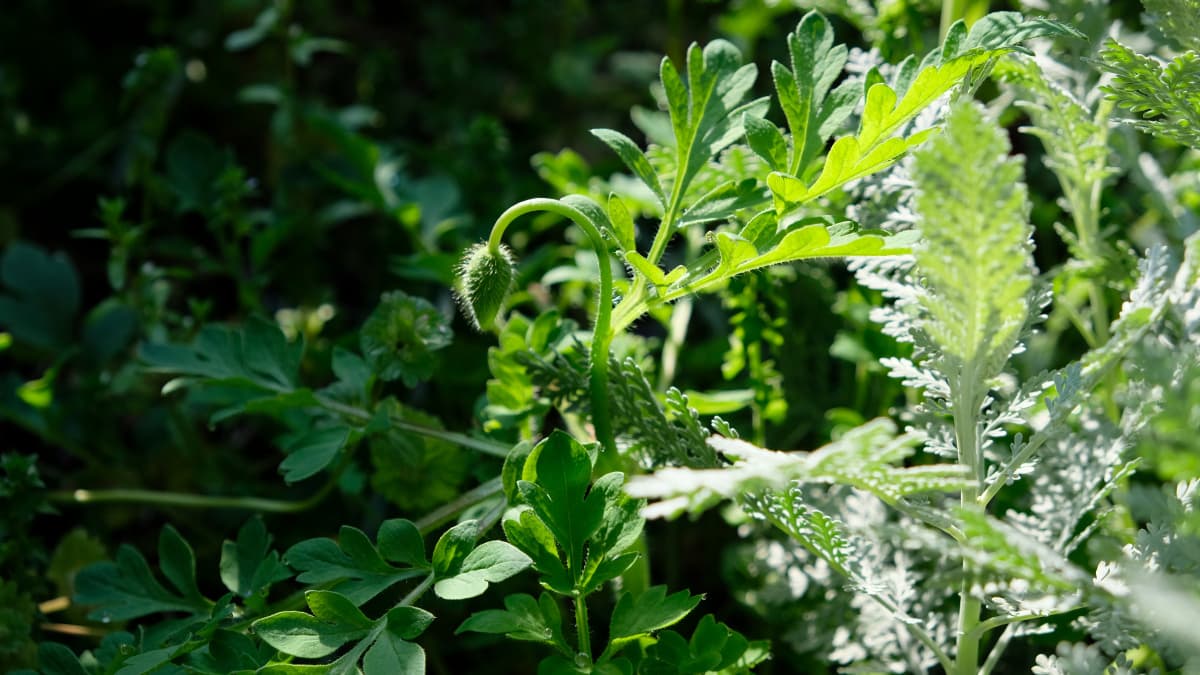 ポピーの蕾が頭をもたげる