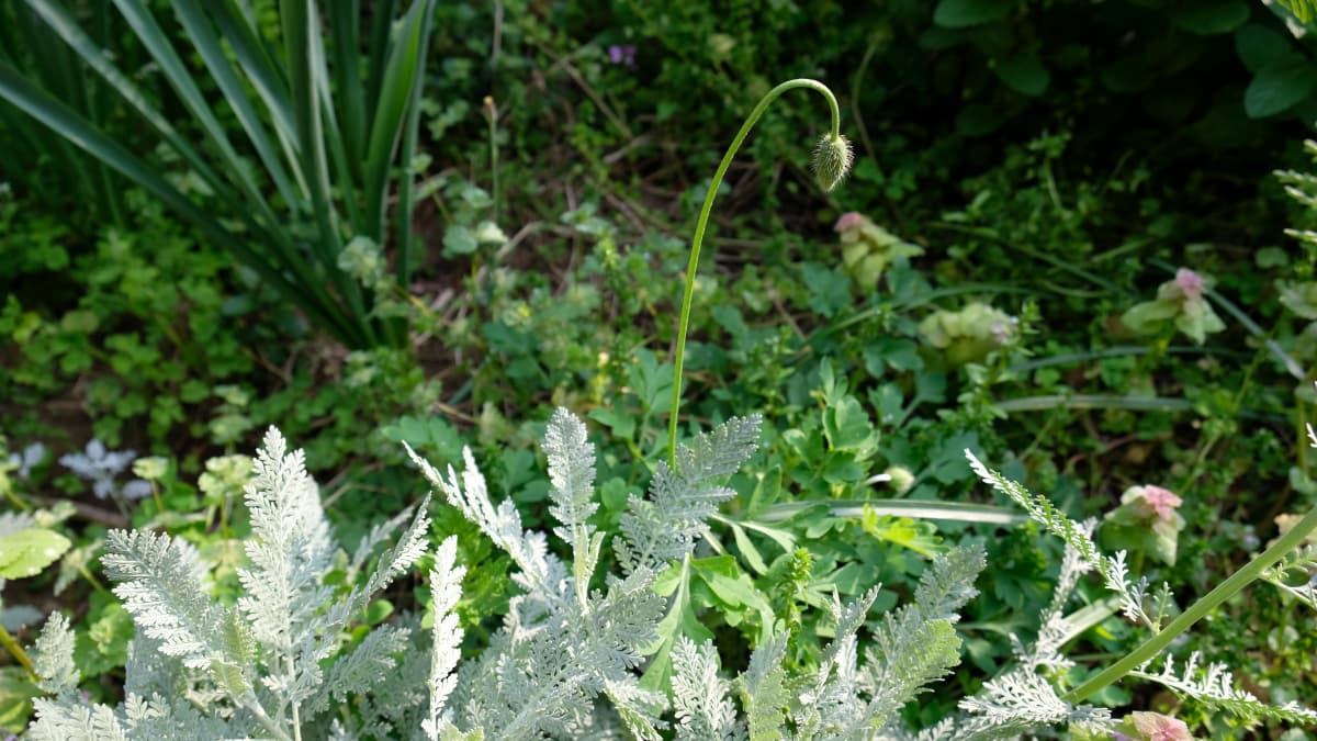 長首龍のような首を垂れたポピーの蕾