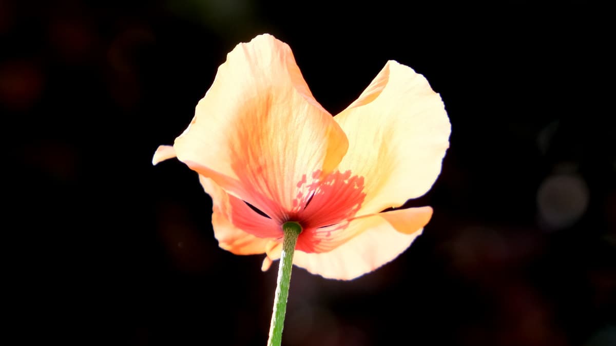 光に輝くポピーの花