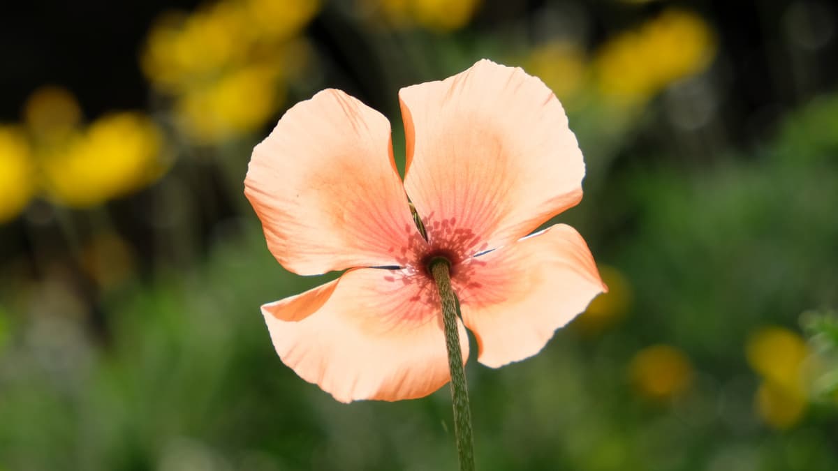 光に透かされるポピーの花20190423