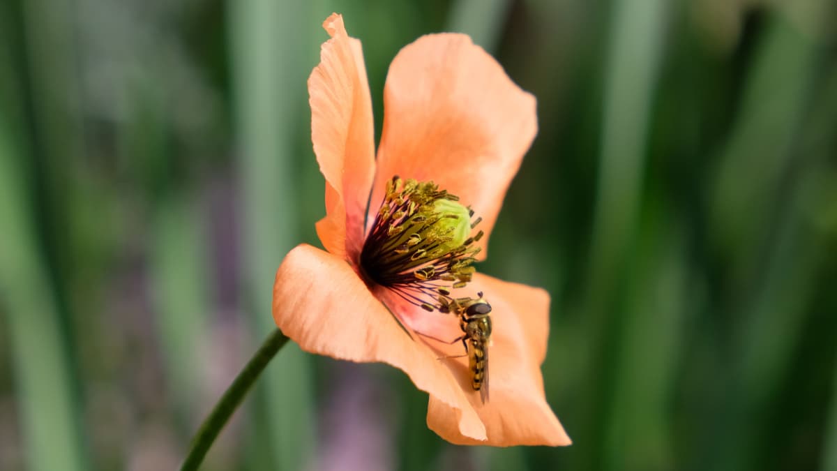 ポピーの花に虻20190423-2