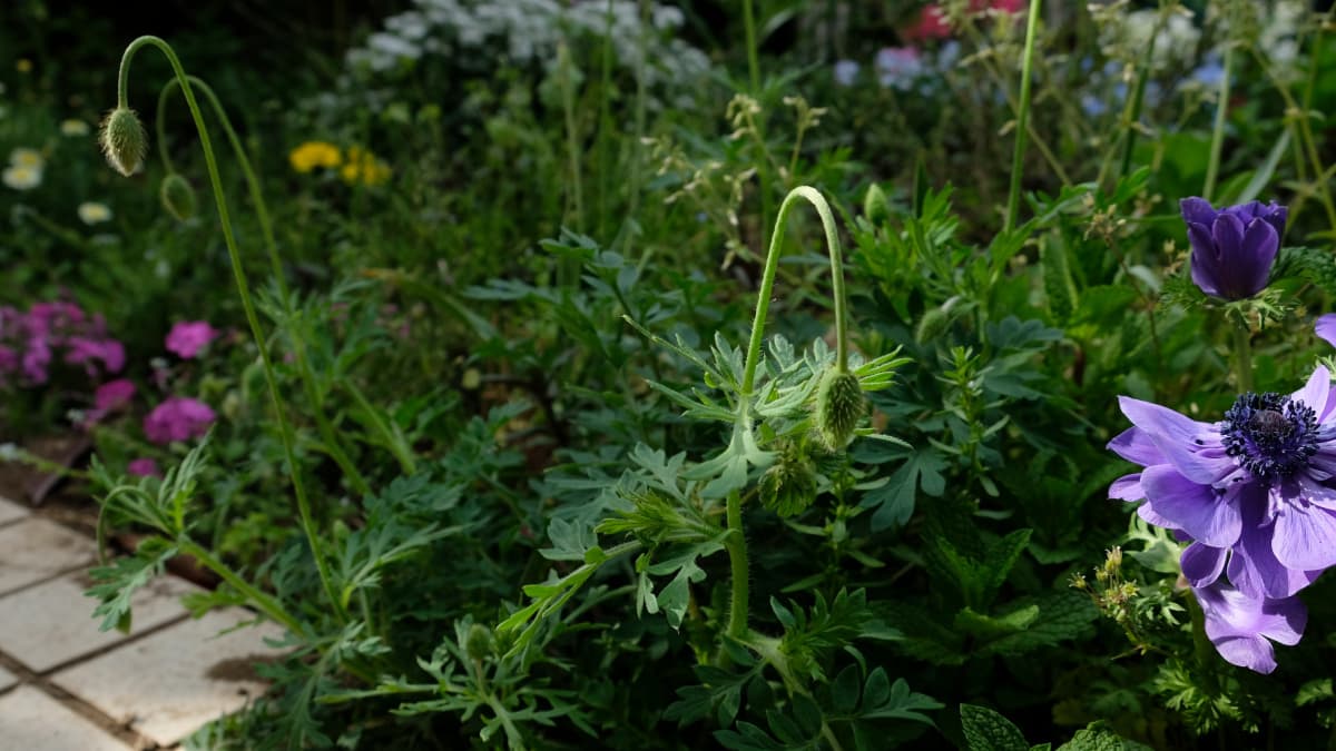 ポピーの蕾20180323-4