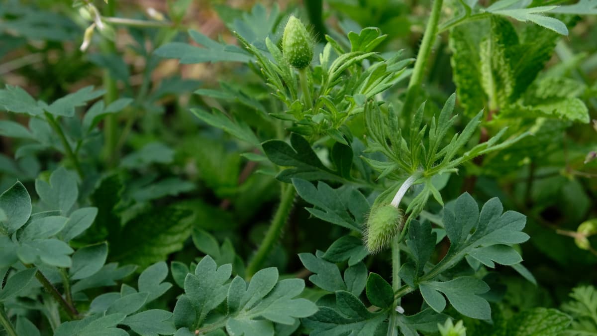 ポピーの蕾20180323-5