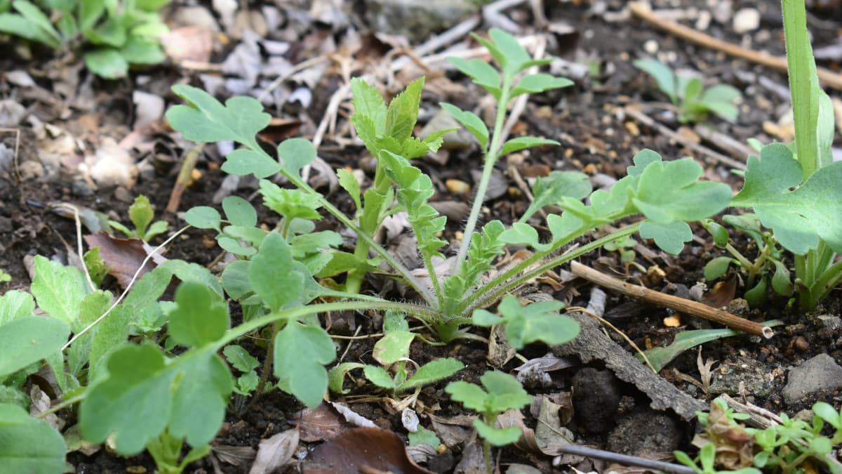 雑草ポピーまた生える202203