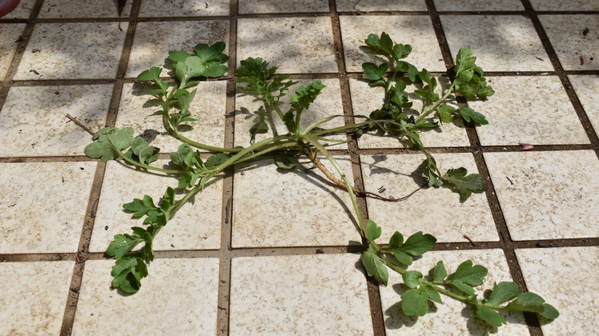 抜いたポピーの雑草が雨で復活！