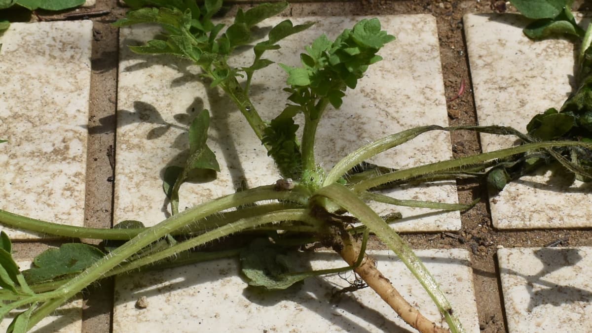 ４つ足獣のようなポピーの立ち姿