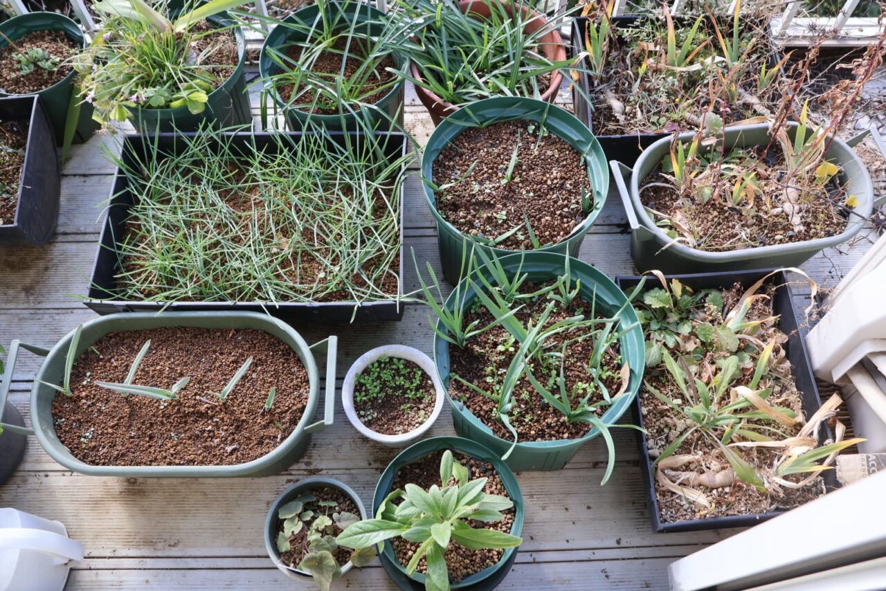 ２Ｆベランダ鉢植物202512-1