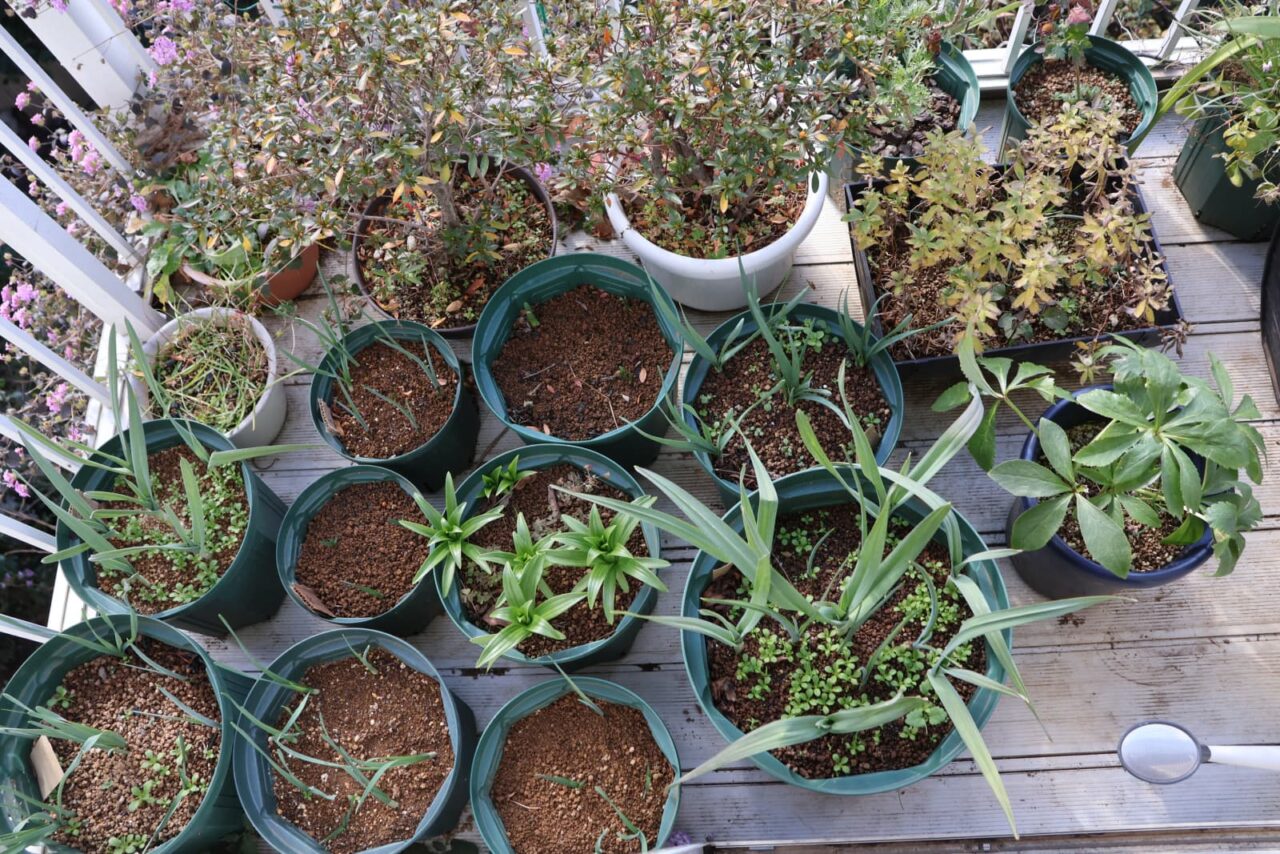２Ｆベランダ鉢植物202512-2