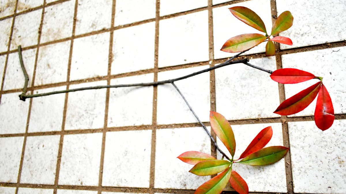 剪定した忌み枝