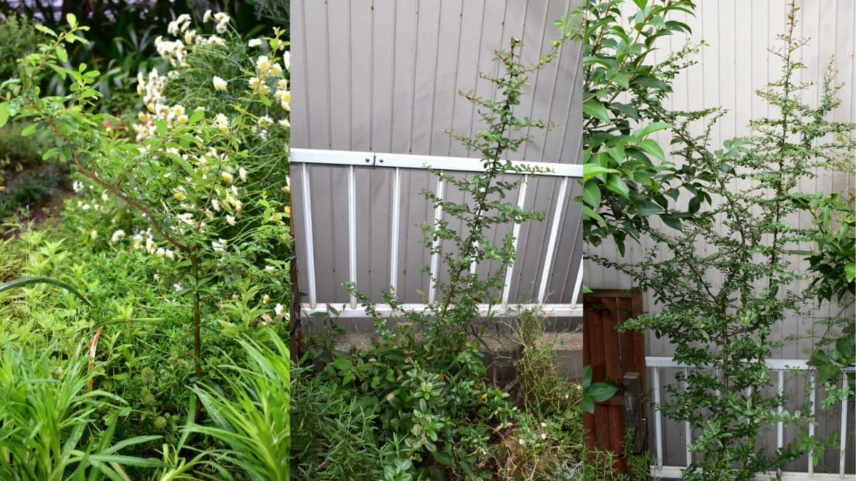 ピラカンサ2020-22（キャッチ画像）