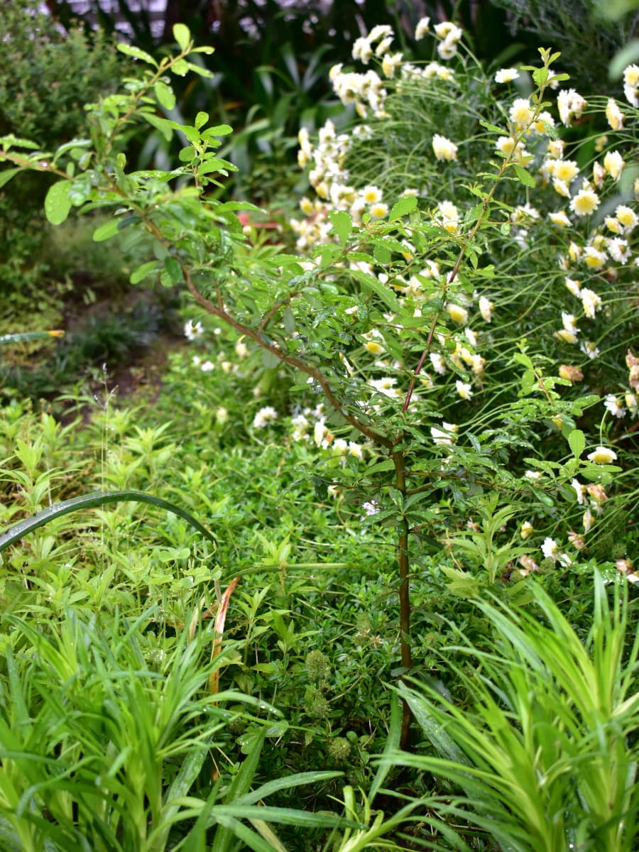 ピラカンサ20200523