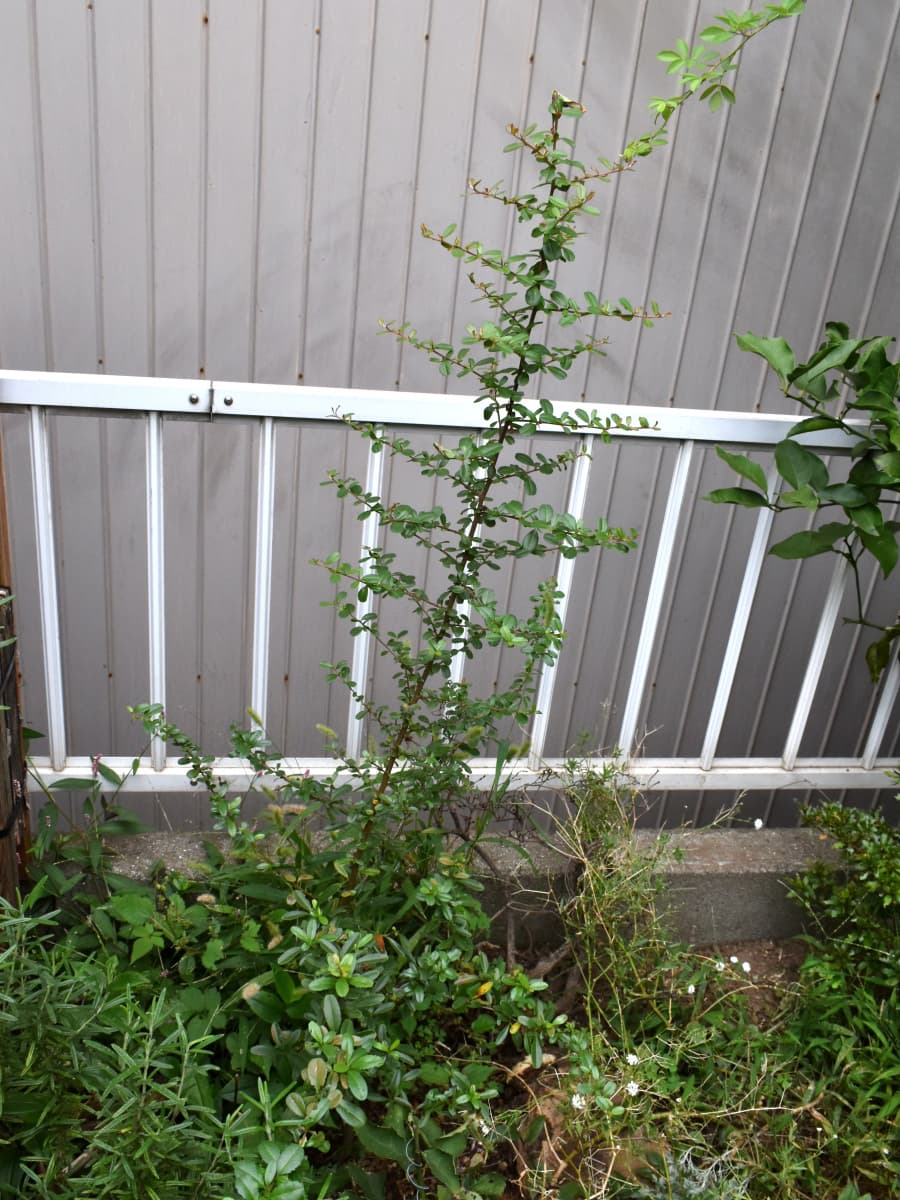 ピラカンサ20211010