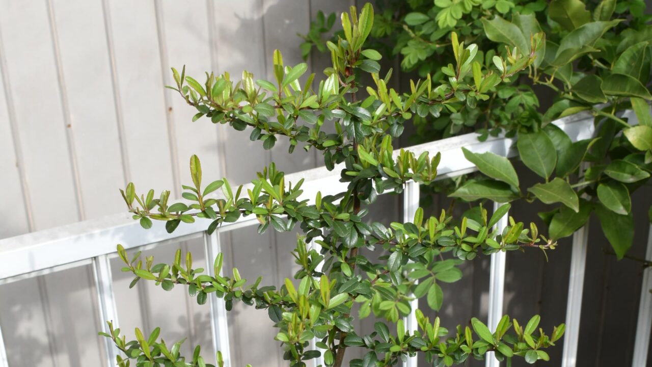 ピラカンサ新葉20220406