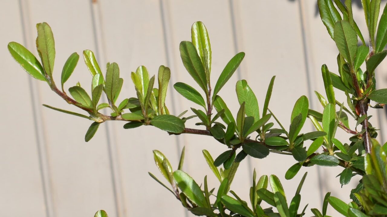 ピラカンサ新葉萌える20220408