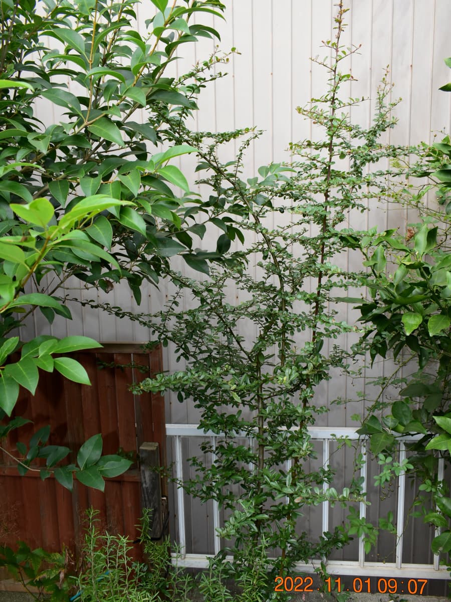 ピラカンサ20221101