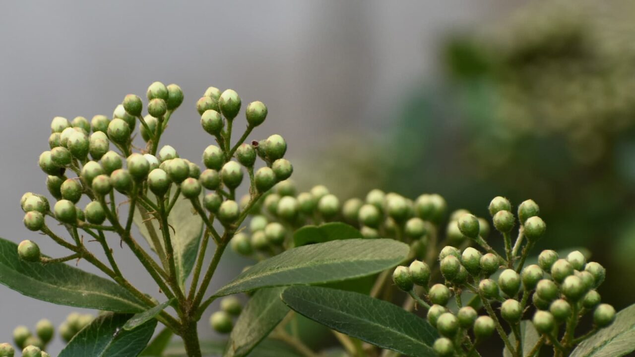 ピラカンサ20230419(蕾拡大)