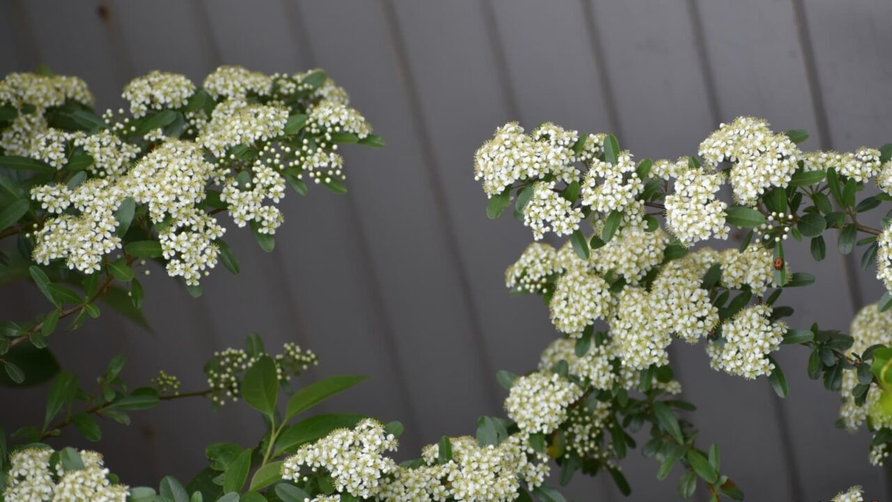 ピラカンサ20230429-2(枝にたわわに花)