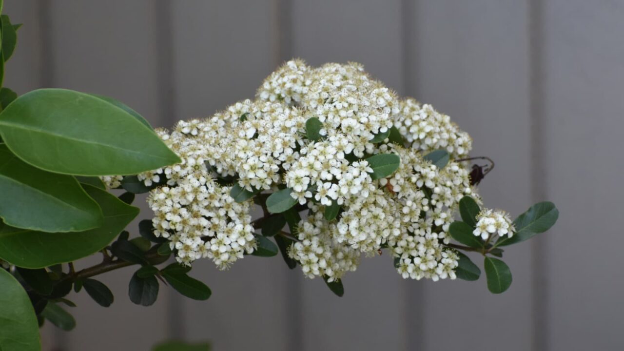 ピラカンサ20230501-3(花一杯の枝)
