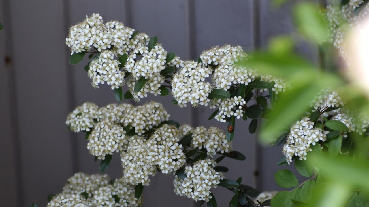 ピラカンサ20230501-4(花一杯の枝枝)