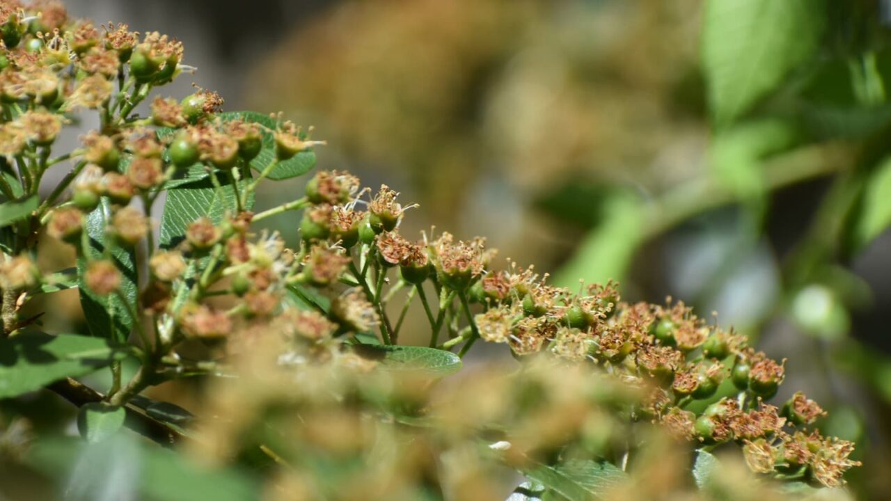 ピラカンサ20230509(花弁が落ちてむき出しの雄蕊)