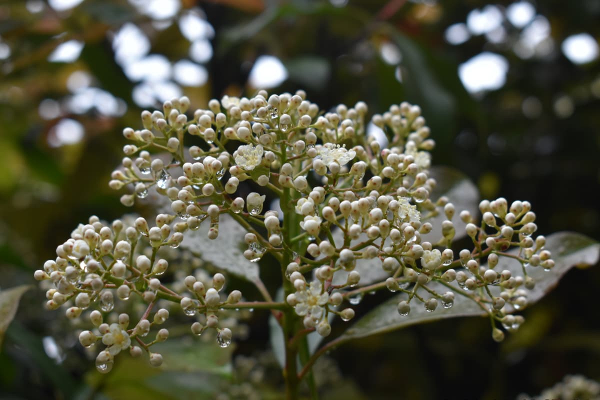 レッドロビン　開花し始め