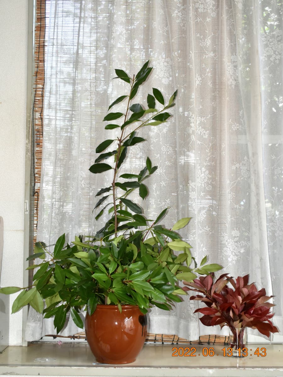 レッドロビンの切り枝で「活け枝」