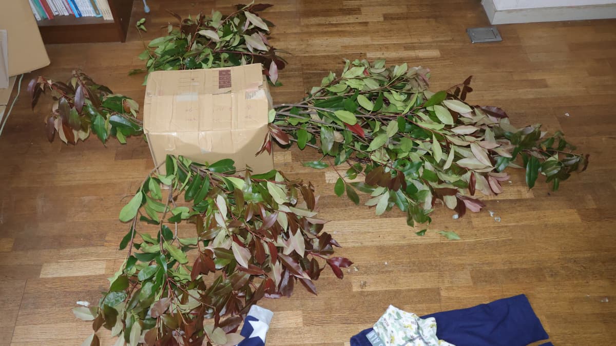 レッドロビンの切り枝で作った火の鳥1