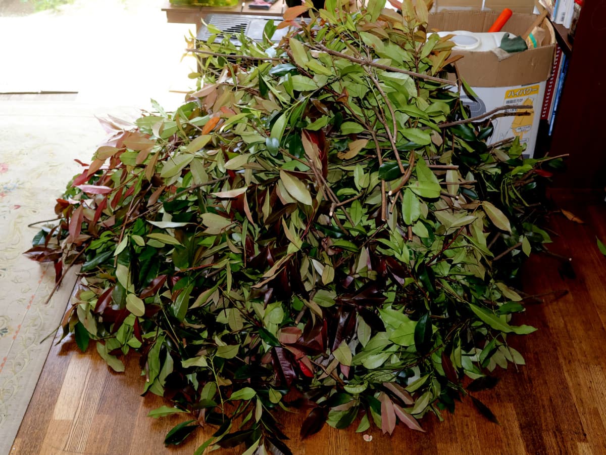 レッドロビン　切り枝