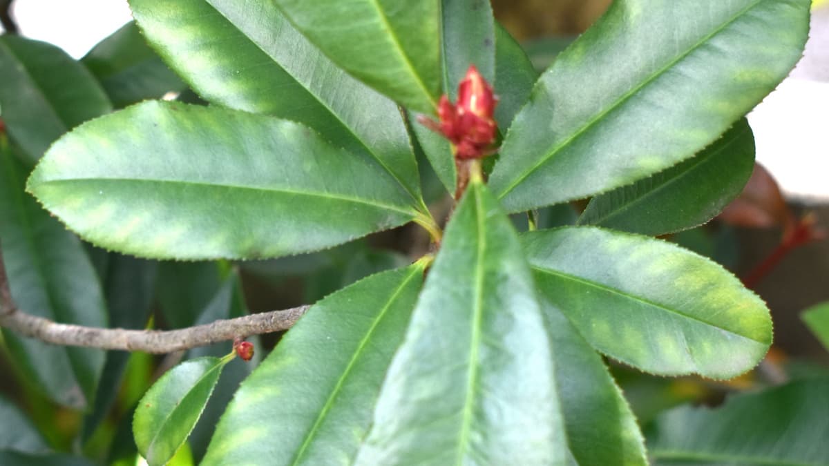 クロロシスのレッドロビンの葉202202-1