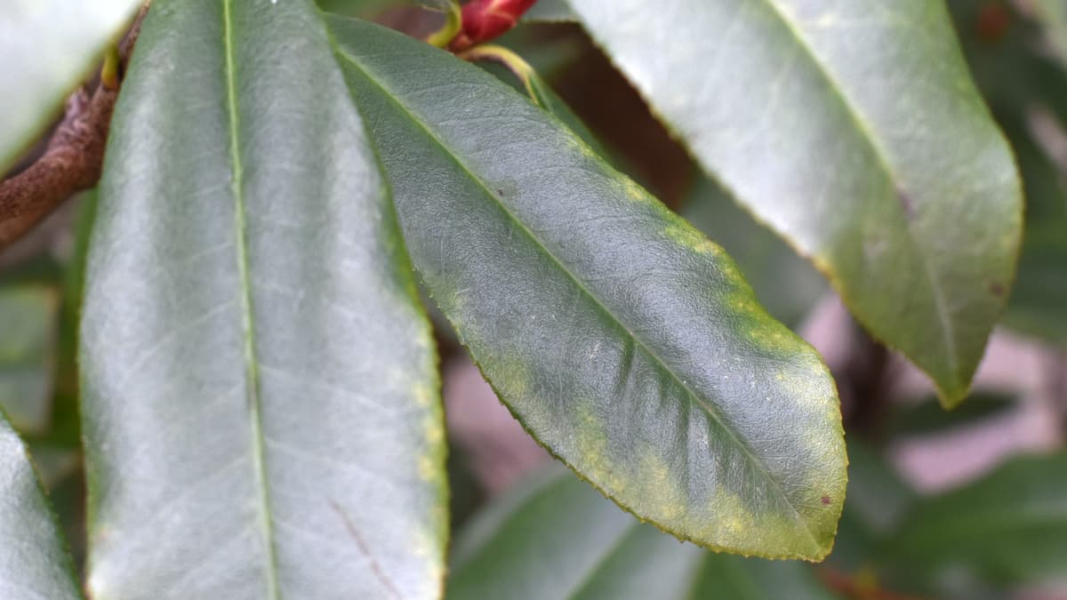 クロロシスのレッドロビンの葉202202-3