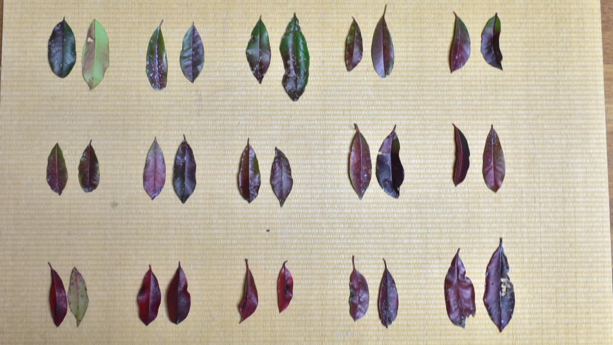 レッドロビンの病葉　2021