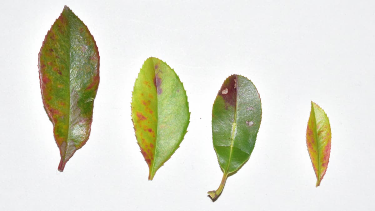 レッドロビン病葉1　葉柄ただれタイプ