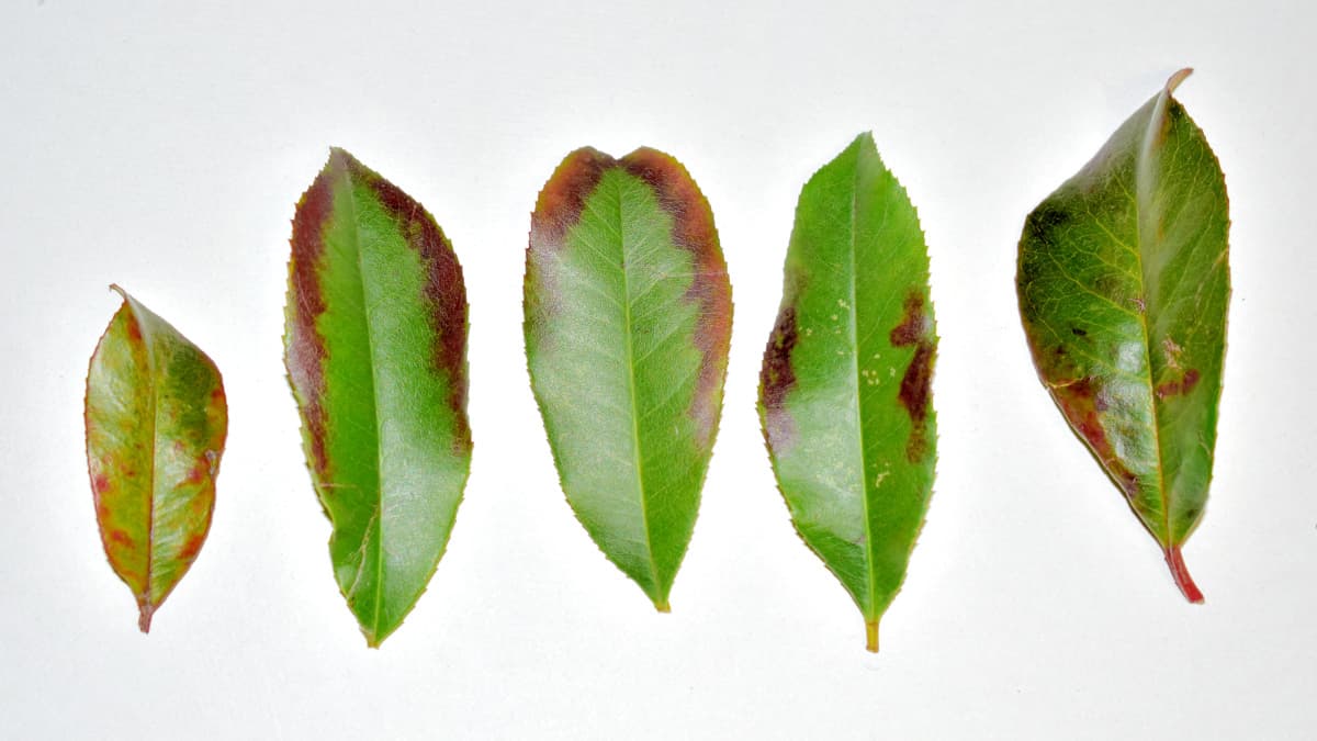 レッドロビン病葉2　周縁茶変タイプ