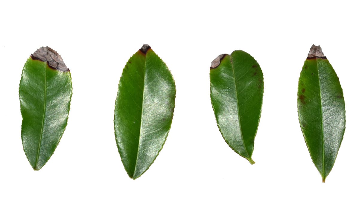 先端が黒変したレッドロビンの葉