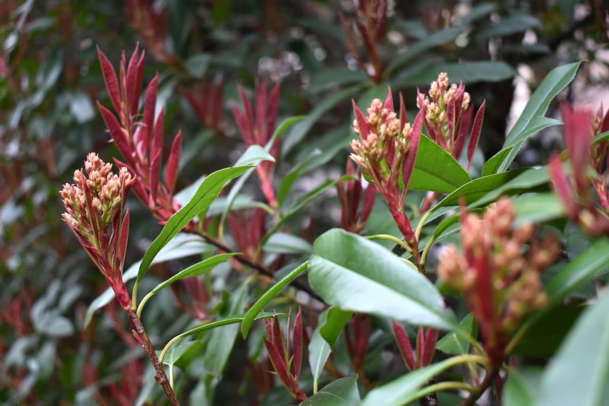 レッドロビン　林立する葉芽と花芽
